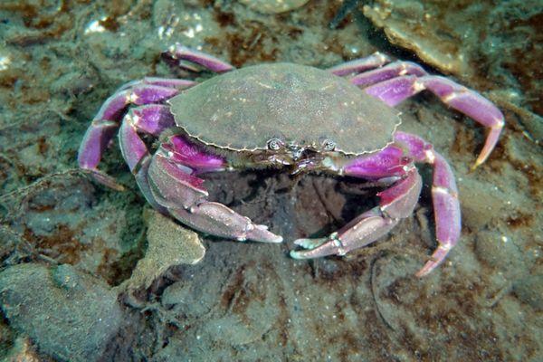 Small but beautiful graceful  crab