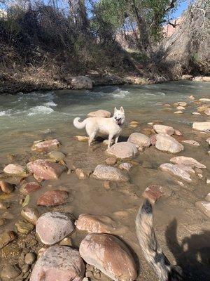 My Siberian Husky that now obeys and respects my commands thanks to Darlene at Happy Horse and Dog Resort in Kanab UT