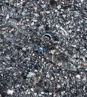 Found this dragon fly in the parking lot!