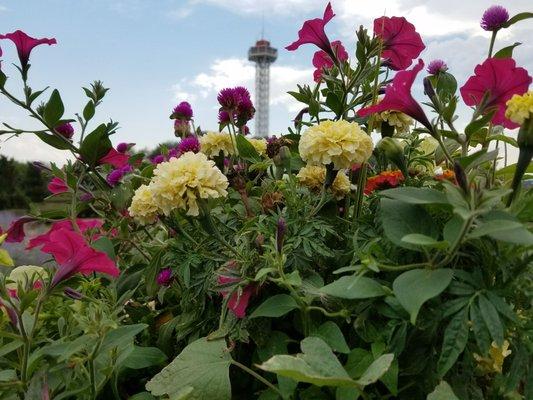 The Elitch Gardens Observation Tower rises above  this blooming flower bed.