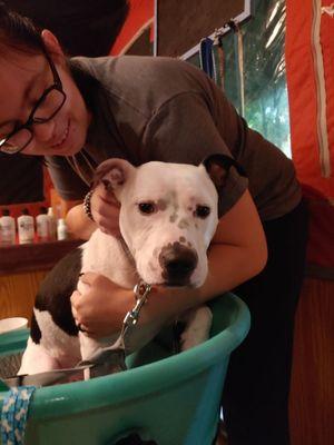 Washing Junior! He was such a sweet boy!