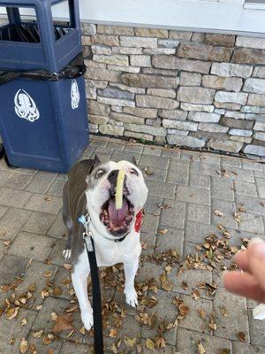 Our dog was welcomed indoors and out. He enjoyed the fries from Nosh. He was too young to drink.