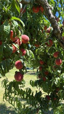 White peaches everywhere