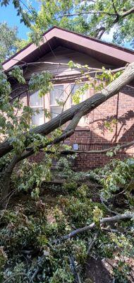 Huge tree limb