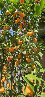 citrus tree