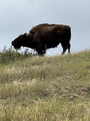 Buffalo up close and personal on the tour!!