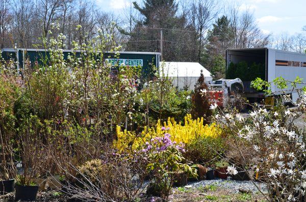 There's nothing like spring flowering shrubs after a long winter.