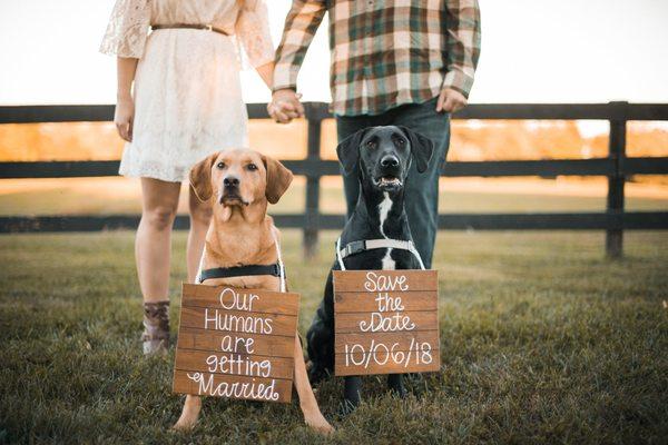 Couple with dogs at engagement session