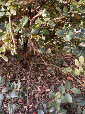 Shrub in front, destroyed by NCTC