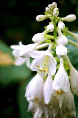 Hostas.