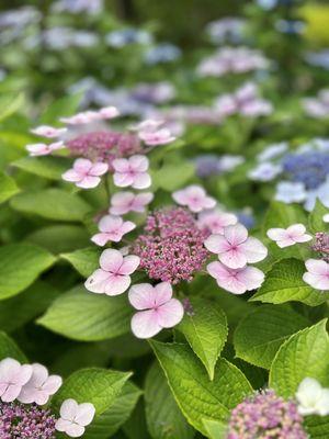 Pink flowers