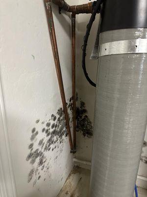 Mold near softener