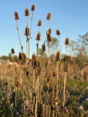 Wildflowers