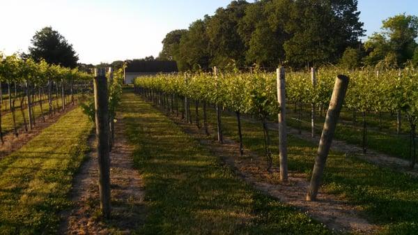 our chardonnay vines