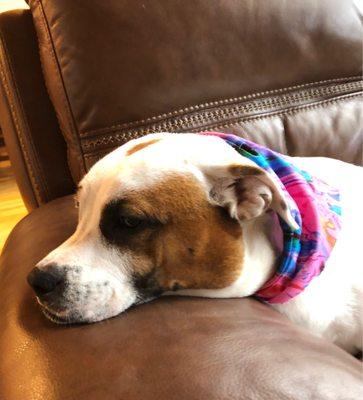 Handsome Petey just home from seeing his ladies at Lovin Care Pet Grooming.