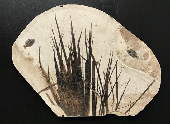 Large Fossil Fish Plate with Palm. Look into a window of time as it was captured 52 million years ago.