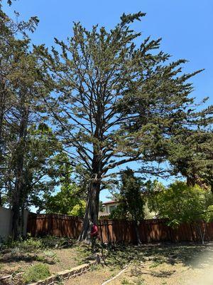 Cleaning one Cypress