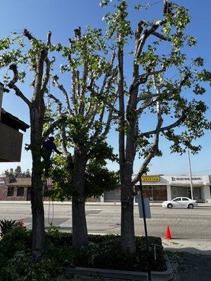 liquidambar tree trimming (after)