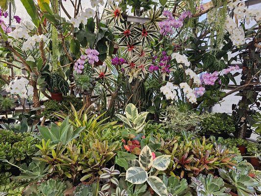 Display in green house