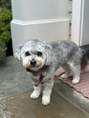 Lola - mini grey goldendoodle