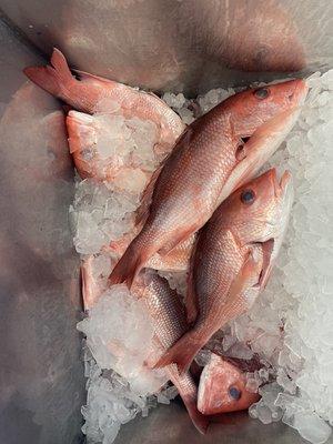 Red snapper