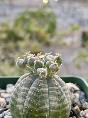 Euphorbia Obesa