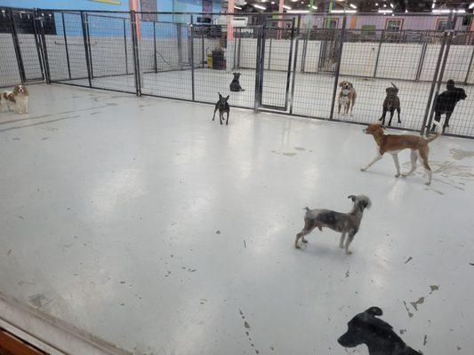 You can watch the dogs playing from the front of the building. Our Bella is the one in the middle closest to the fence.