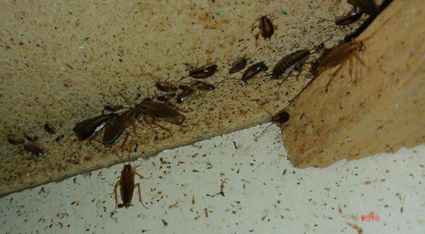 Under the cabinets. You can't even cook comfortably knowing a cockroach might pop out of nowhere.