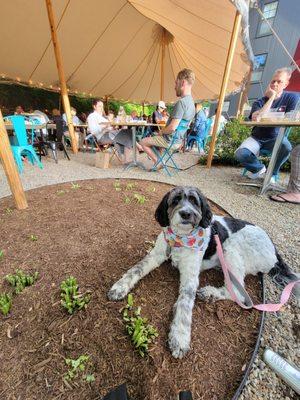 Dog Friendly outside!