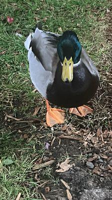 Ducks are looking and smiling at the camera