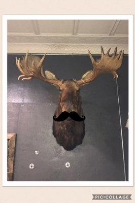 Bearded Beast new moose