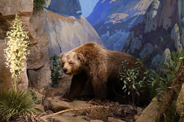 Grizzly in Mammal Hall