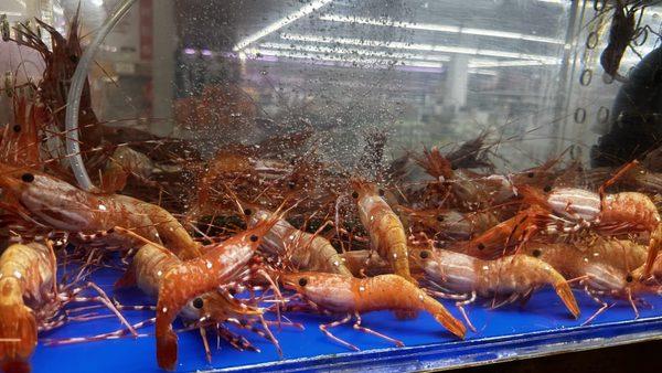 Live Coral Shrimp $8.99/lb