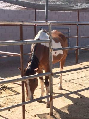 This is Duke.  He was rescued near Havasupai Falls in 2015.  Weighing only 600lbs.  Now he's up to 1200lbs.