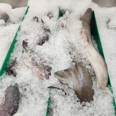 No 1 Fish Market sharks