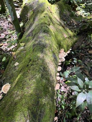 Tree with mushroom