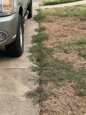 Thriving weeds on our lawn despite paying Weedex $78 every 6 weeks to come treat and prevent weeds...