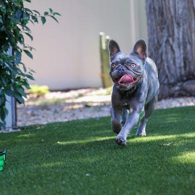 Dog-friendly turf grass