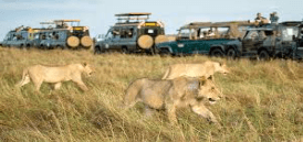 AN EXCITING TRIP OF THE AFRICAN SAFARI, VISITING KENYA, SPECIFICALLY MASAI MARA AND
 LAKE NAIVASHA.