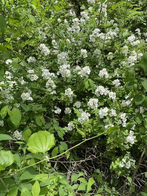 Great smelling Wild jasmine