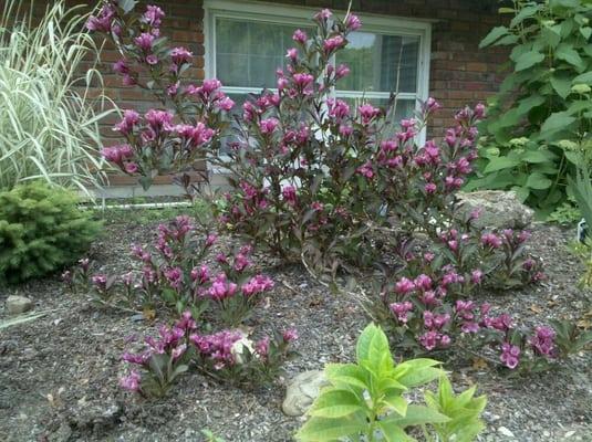 Weigela wine & roses