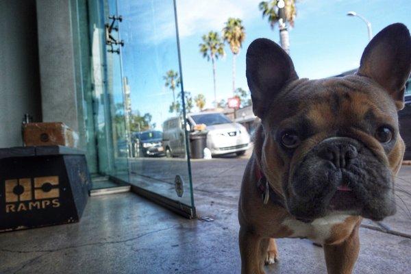 The cutest store bodyguard on Fairfax.