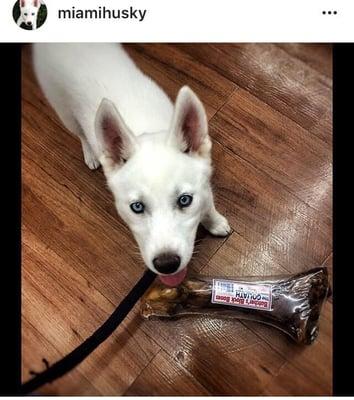 Cloud getting a yummy bone at PetSupermarket!