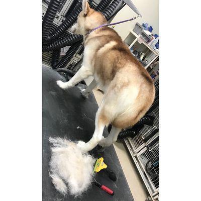 Undercoat Removal  By Porscha