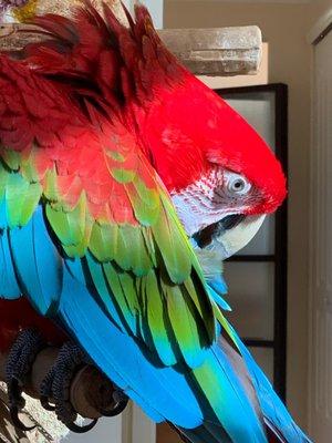 Long Island Bird & Exotics Veterinary Clinic