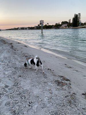 Sunset Dog Beach