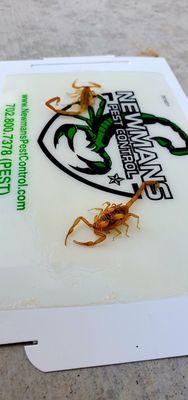 Scorpion female with new born babies on her back. Every 3 months they will have 25-30 babies. 100+ scorpions in a year!