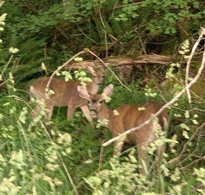 Deer at Lake Young's reserve