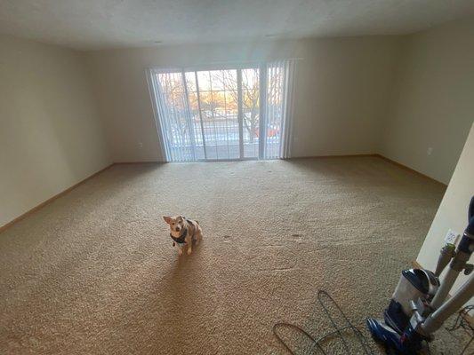 Living room of one bedroom apartment. Dog did not come with apartment