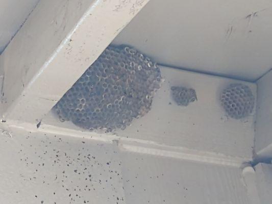 Wasp nests